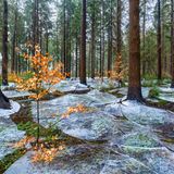 Kein alltäglicher Anblick: Dünne Eisinseln überziehen den grünen Waldboden. Ein Fluss hatte den Wald überflutet, das Wasser gefror – später zerfiel die Eisdecke dann in einzelne Schollen.     Eike Christian Wolff, Sieger in der Kategorie "Landschaften"        