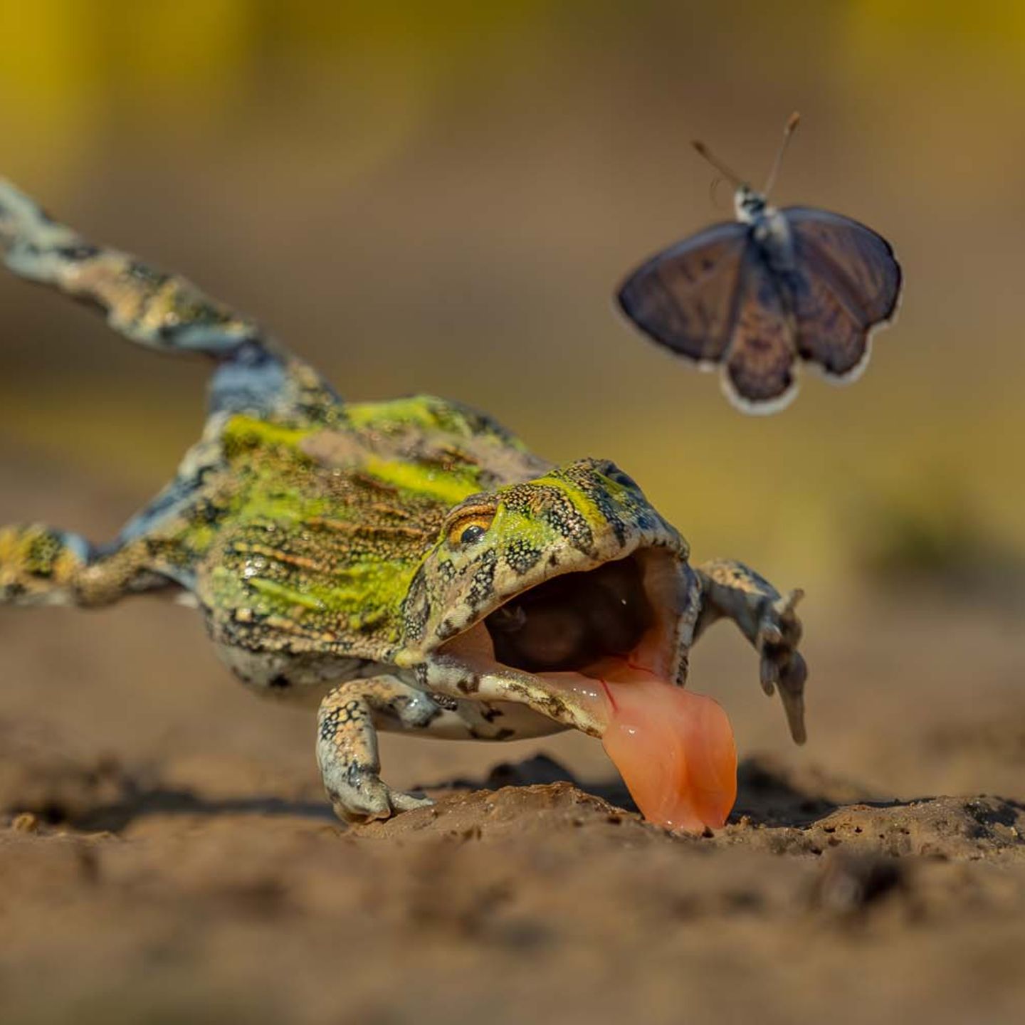 "Hoppla! Na, vielleicht beim nächsten Mal." Jens Cullmann gelang diese lustige Aufnahme eines jungen Afrikanischen Ochsenfroschs – der seine Beute knapp verfehlt hat.      Sieger in der Kategorie "Andere Tiere"           