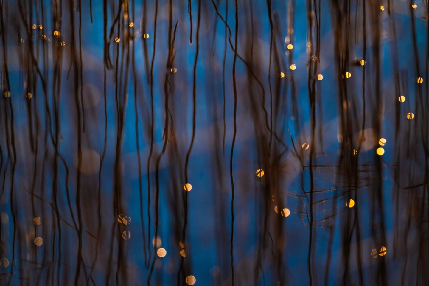 Wasserwelt: Schilf und tanzende Sonnenpunkte spiegeln sich in den blauen Fluten des Starnberger Sees.     Beate Oswald, Siegerin in der Kategorie "Atelier Natur"           