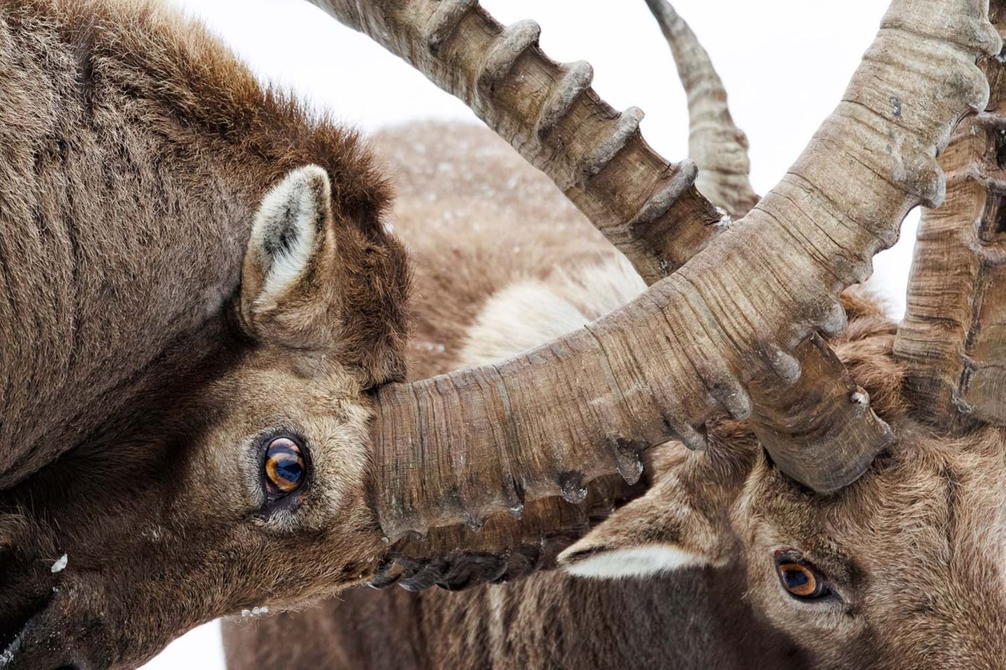 "Schon von Weitem hörte ich Hörner krachen", erinnert sich Tobias Büttel. Zwei ausgewachsene Steinböcke kämpften im Schnee. Am Ende zogen sie jedoch gemeinsam den Hang hinauf.     7. Platz in der Kategorie "Säugetiere"         