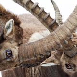 "Schon von Weitem hörte ich Hörner krachen", erinnert sich Tobias Büttel. Zwei ausgewachsene Steinböcke kämpften im Schnee. Am Ende zogen sie jedoch gemeinsam den Hang hinauf.     7. Platz in der Kategorie "Säugetiere"         