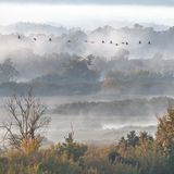 Kraniche im Nebel: In schönster Formation fliegen die Tiere über die wilde Natur des Nationalparks Unteres Odertal.     Dieter Damschen, Sieg in der Sonderkategorie "Biodiversität"        