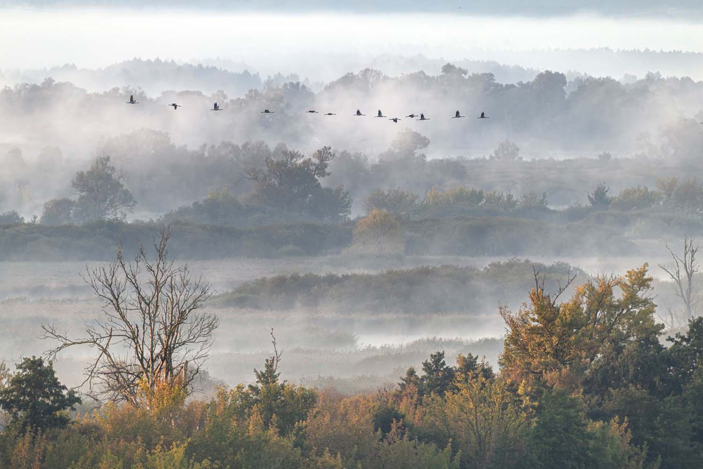 Kraniche im Nebel: In schönster Formation fliegen die Tiere über die wilde Natur des Nationalparks Unteres Odertal.     Dieter Damschen, Sieg in der Sonderkategorie "Biodiversität"        