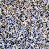 Trauriges Wimmelbild: Auf einer Fahrradbrücke über die Donau fügen sich Tausende tote Eintagsfliegen zu einem kaleidoskopischen Muster.     Ludwig Lutz, 6. Platz in der Kategorie "Andere Tiere"            