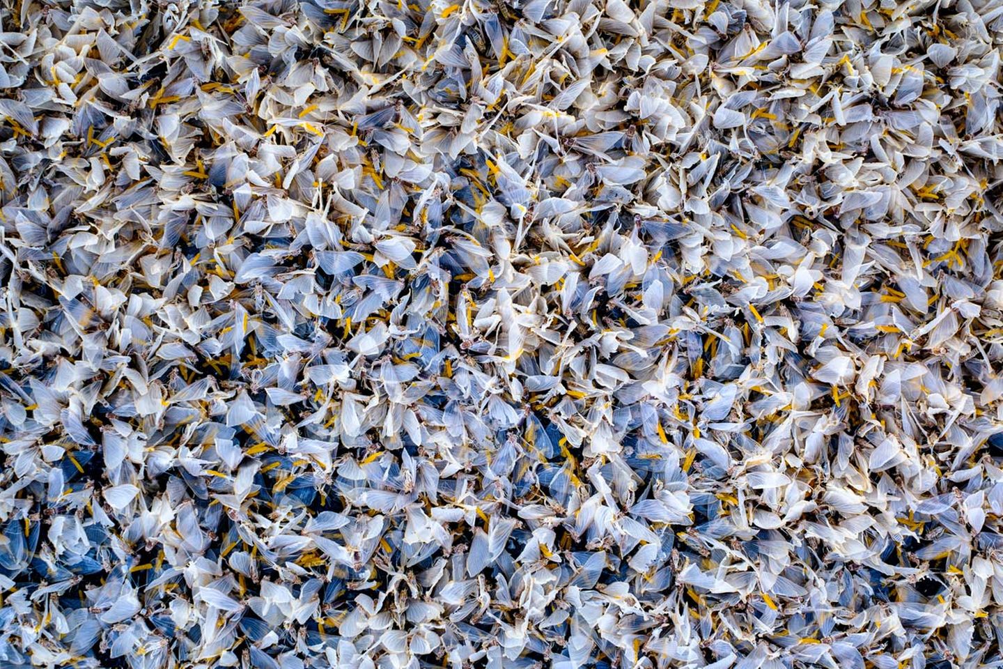 Trauriges Wimmelbild: Auf einer Fahrradbrücke über die Donau fügen sich Tausende tote Eintagsfliegen zu einem kaleidoskopischen Muster.     Ludwig Lutz, 6. Platz in der Kategorie "Andere Tiere"            