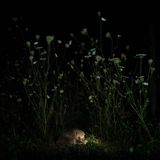 Kleines Licht: Gregor Thiels sommerlicher Naturgarten wird für dieses Foto zur Bühne. Auf Futtersuche streift der Igel durch die hohen Gräser des nächtlichen Gartens.     4. Platz in der Kategorie "Säugetiere"         