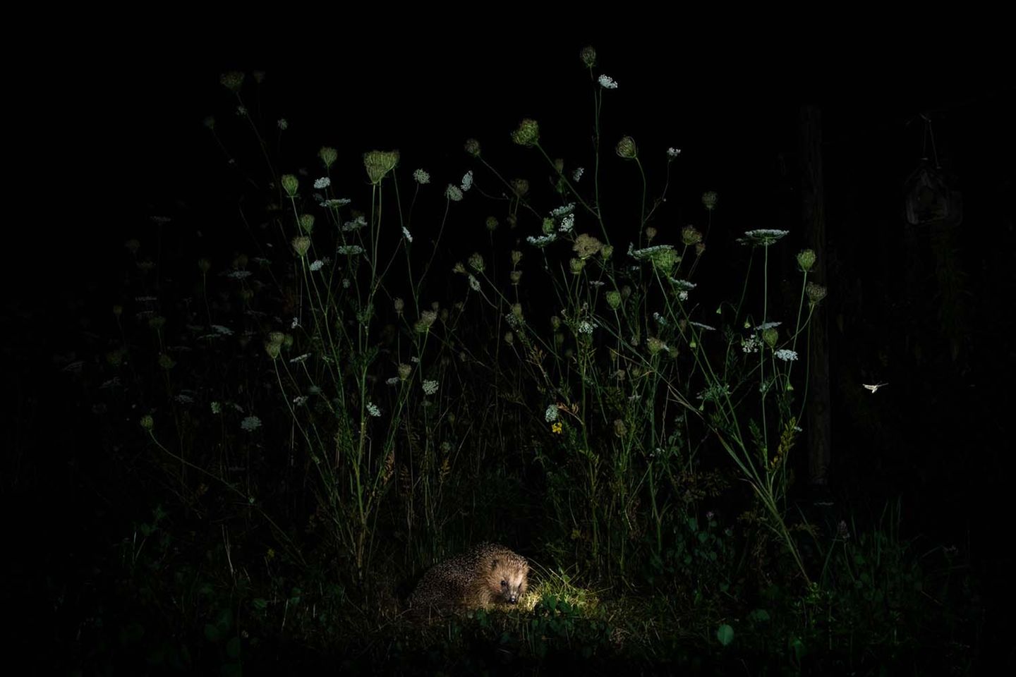 Kleines Licht: Gregor Thiels sommerlicher Naturgarten wird für dieses Foto zur Bühne. Auf Futtersuche streift der Igel durch die hohen Gräser des nächtlichen Gartens.     4. Platz in der Kategorie "Säugetiere"         