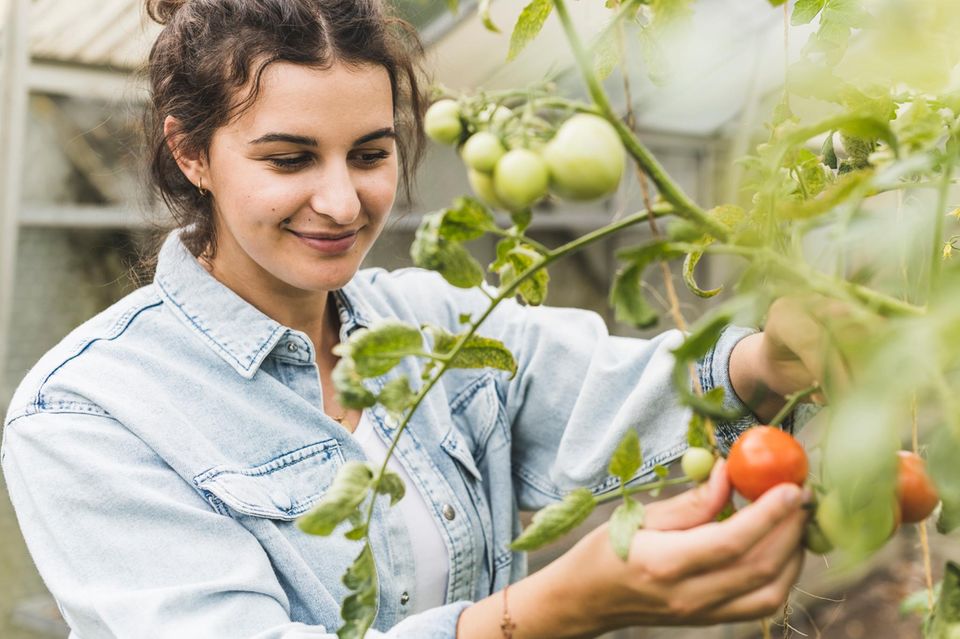 Tomaten pflanzen: Lächelnde junge Frau pflückt Tomaten von einer Tomatenpflanze