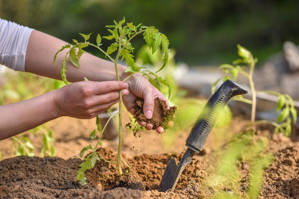 Frauenhände die Tomaten pflanzen