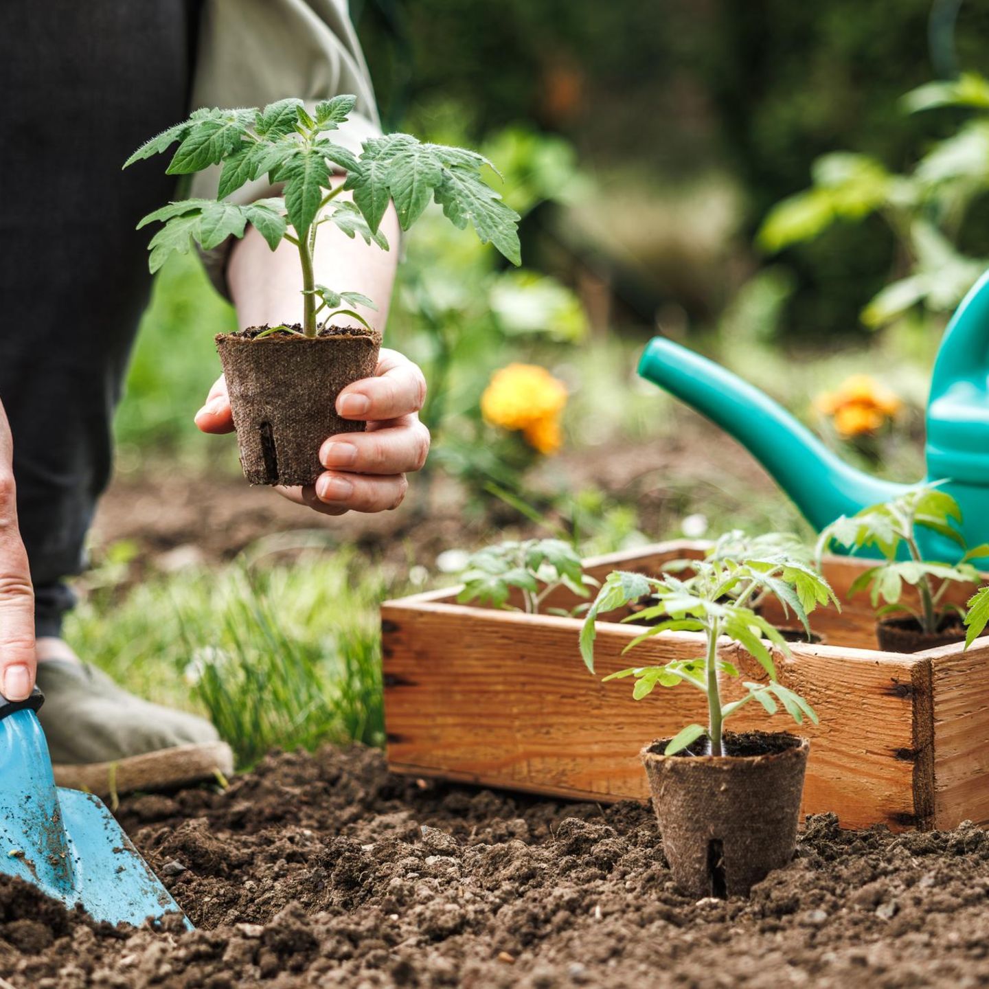 Tomaten pflanzen: Männerhände pflanzen Tomaten aus