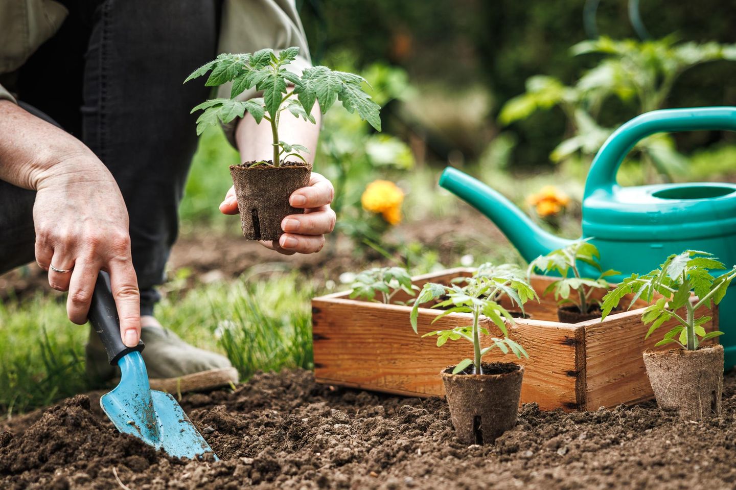 Tomaten pflanzen: Männerhände pflanzen Tomaten aus