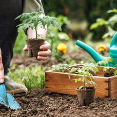 Tomaten pflanzen: Männerhände pflanzen Tomaten aus