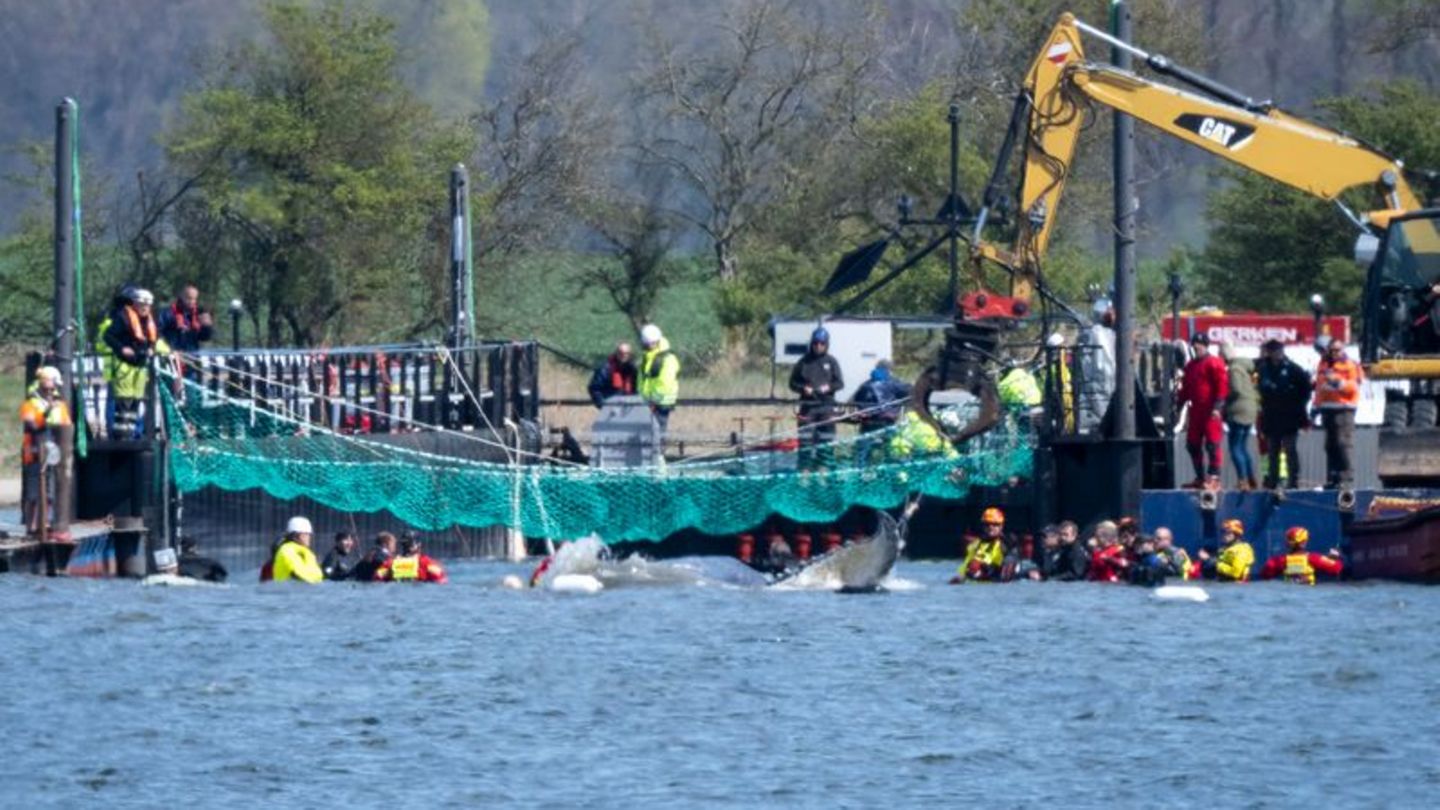 Das Tier bewegte sich durch eine zuvor ausgebaggerte Rinne in die sogenannte Barge, nachdem Helfer ihn zuvor mit Gurten in diese