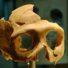 Im kroatischen Krapina weckten brutale Spuren an Neandertaler-Überresten einen schaurigen Verdacht: Waren die Menschen Opfer von Kannibalismus geworden? Oder ging mit den Archäologen bloß die Fantasie durch?