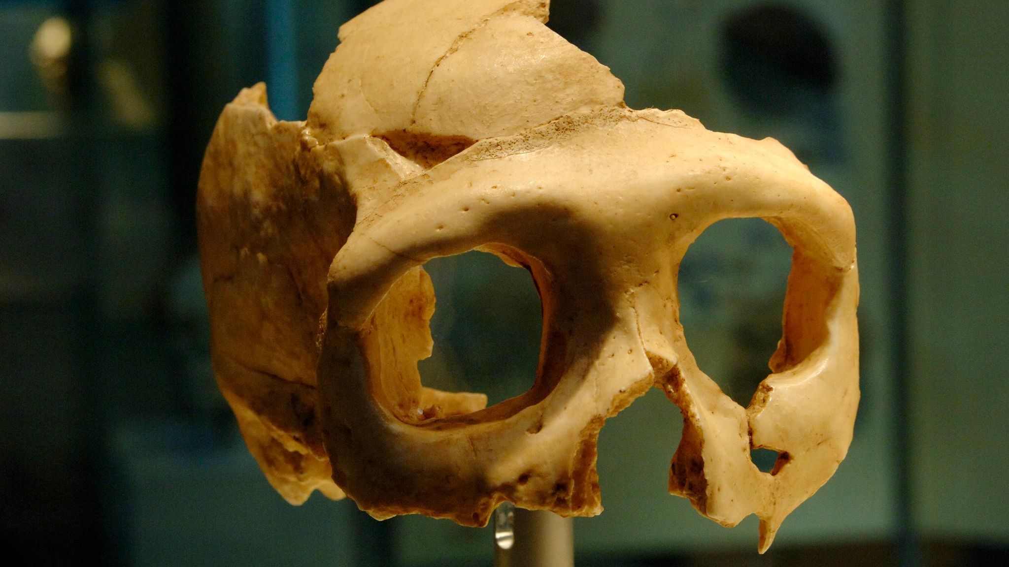 Im kroatischen Krapina weckten brutale Spuren an Neandertaler-Überresten einen schaurigen Verdacht: Waren die Menschen Opfer von Kannibalismus geworden? Oder ging mit den Archäologen bloß die Fantasie durch?