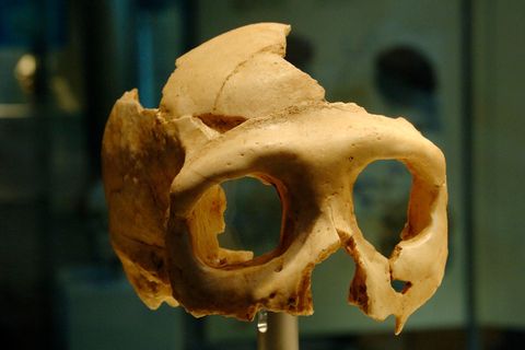 Im kroatischen Krapina weckten brutale Spuren an Neandertaler-Überresten einen schaurigen Verdacht: Waren die Menschen Opfer von Kannibalismus geworden? Oder ging mit den Archäologen bloß die Fantasie durch?