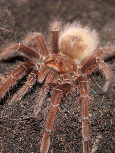 Theraphosa blondi gilt als größte Spinne der Welt. Gewicht und Ausmaße ähneln dem eines kleinen Nagetiers