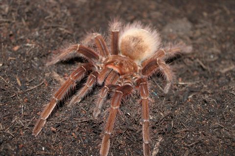 Theraphosa blondi gilt als größte Spinne der Welt. Gewicht und Ausmaße ähneln dem eines kleinen Nagetiers