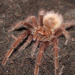 Theraphosa blondi gilt als größte Spinne der Welt. Gewicht und Ausmaße ähneln dem eines kleinen Nagetiers