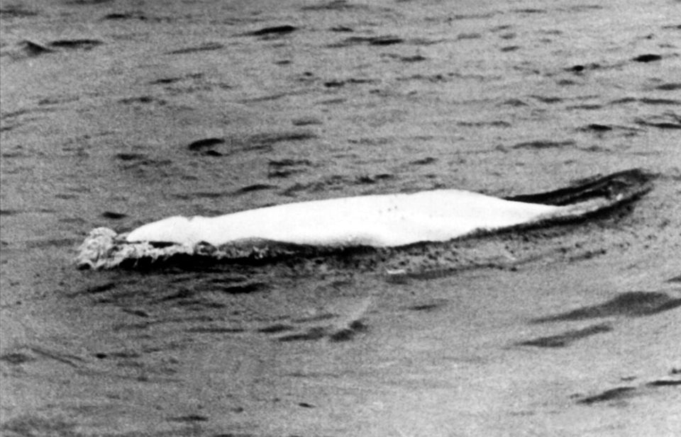 "Moby Dick", der weiße Beluga-Wal, der 1966 tagelang die Nation in Atem hielt. Alle Versuche, das Tier zu fangen, scheiterten und es entwischte in friedliche holländische Gewässer, wo die Waljagd verboten wurde