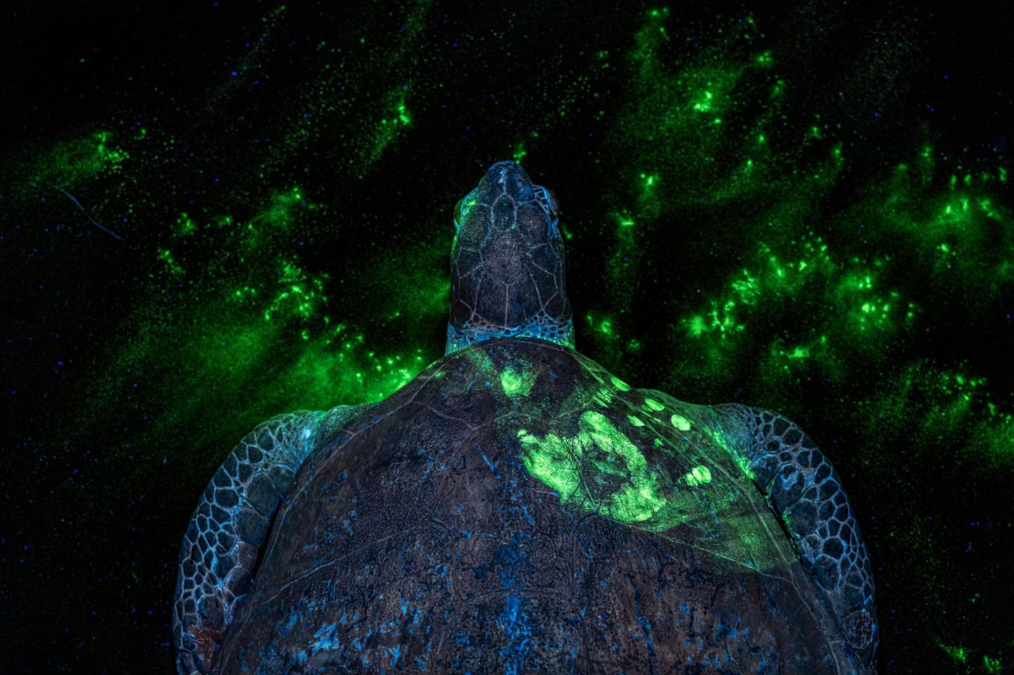 Unter UV-Licht zeigt sich ein Handabdruck auf dem Panzer einer Grünen Meeresschildkröte (Chelonia mydas). Das Verfahren haben Wildtierforensiker vom Wildlife Forensic Lab in London entwickelt, um illegalen Handel aufzudecken. Weil sie vom Menschen verfolgt werden, ihr Lebensraum zerstört wird, sind sechs von sieben weltweit vorkommenden Meeresschildkrötenarten gefährdet oder vom Aussterben bedroht. Mit dem Foto erringt die aus Deutschland stammende Fotografin Britta Jaschinski den Gesamtsieg.