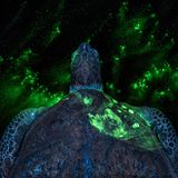 Unter UV-Licht zeigt sich ein Handabdruck auf dem Panzer einer Grünen Meeresschildkröte (Chelonia mydas). Das Verfahren haben Wildtierforensiker vom Wildlife Forensic Lab in London entwickelt, um illegalen Handel aufzudecken. Weil sie vom Menschen verfolgt werden, ihr Lebensraum zerstört wird, sind sechs von sieben weltweit vorkommenden Meeresschildkrötenarten gefährdet oder vom Aussterben bedroht. Mit dem Foto erringt die aus Deutschland stammende Fotografin Britta Jaschinski den Gesamtsieg.