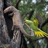 Keoladeo-Nationalpark in Bharatpur, Indien: In dem Vogelschutzgebiet dokumentierte die Fotografin Hira Punjabi einen erbitterten Zweikampf zwischen einem Sittich und einem Waran – der es auf die Eier des Vogels abgesehen hatte
