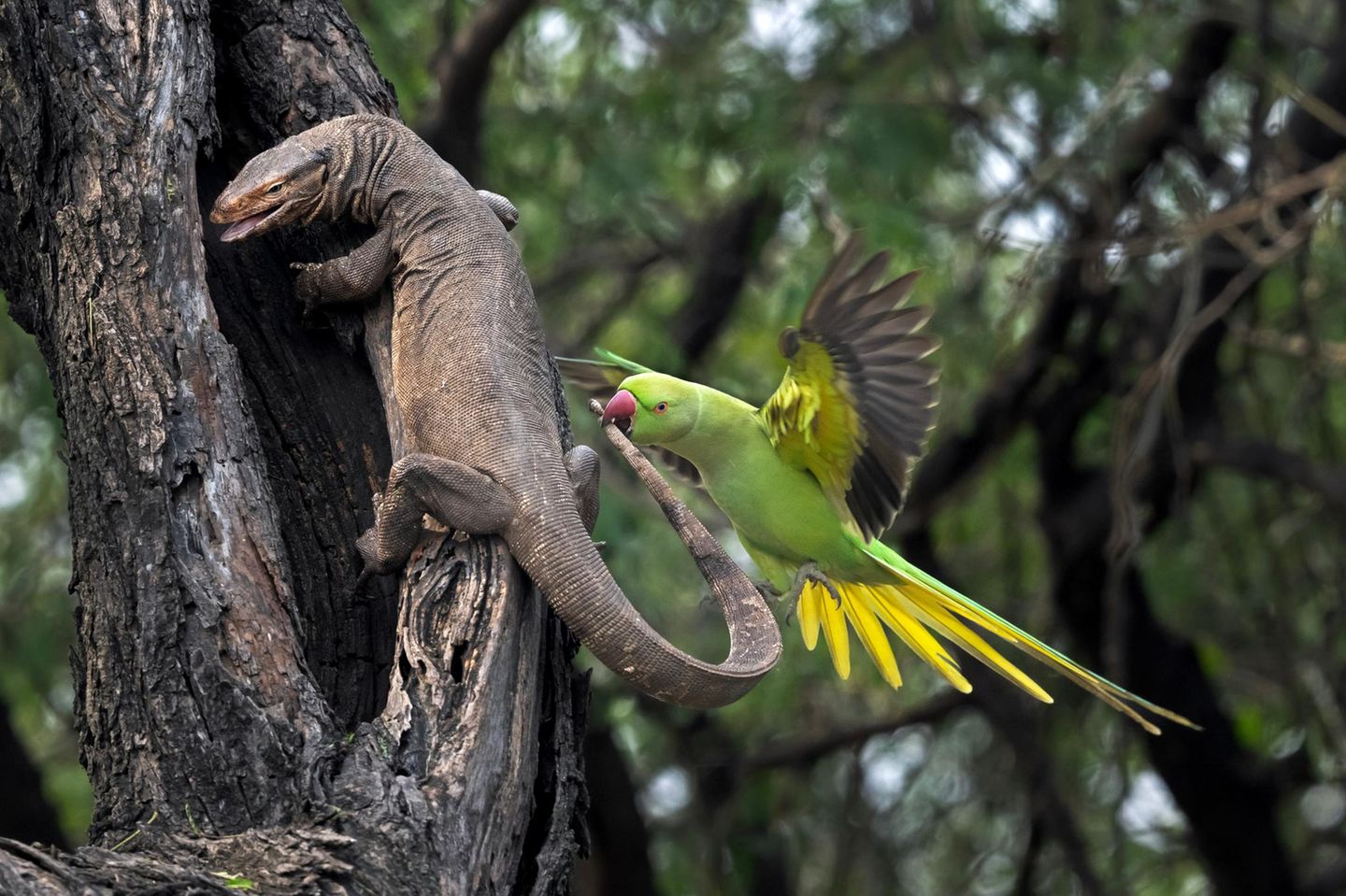 Keoladeo-Nationalpark in Bharatpur, Indien: In dem Vogelschutzgebiet dokumentierte die Fotografin Hira Punjabi einen erbitterten Zweikampf zwischen einem Sittich und einem Waran – der es auf die Eier des Vogels abgesehen hatte