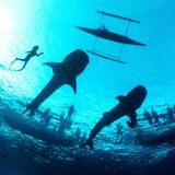 Oslob, Philippinen: Damit zahlende Touristinnen und Touristen mit Walhaien tauchen können, werden die Knorpelfische mit Futter angelockt. Was wirtschaftliche Vorteile für die Gemeinde und die Veranstalter bringt, könnte das natürliche Verhalten der Tiere verändern und ihrer Gesundheit schaden.