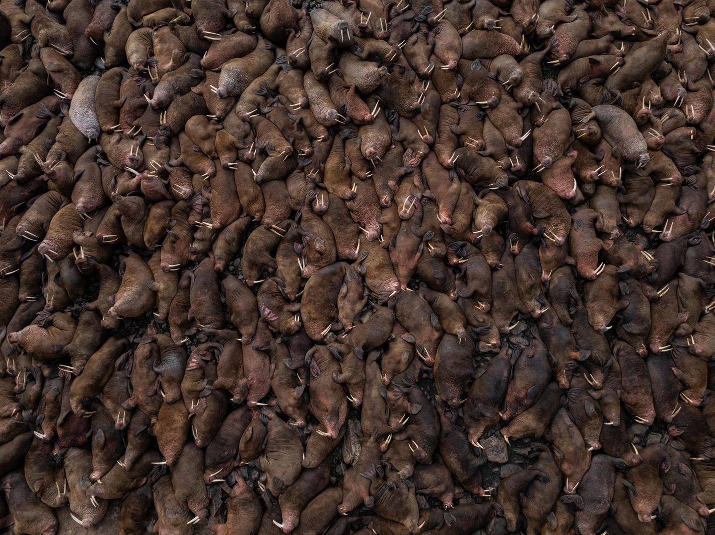 Eine Walrosskolonie auf der Ratmanov-Insel, an der Seegrenze zwischen Russland und den Vereinigten Staaten: Das Drohnenfoto von Vadim Makhorov lässt kaum vermuten, dass Pazifische Walrosse (Odobenus rosmarus divergens) bis zu vier Meter lang werden und bis zu 1,5 Tonnen wiegen können.