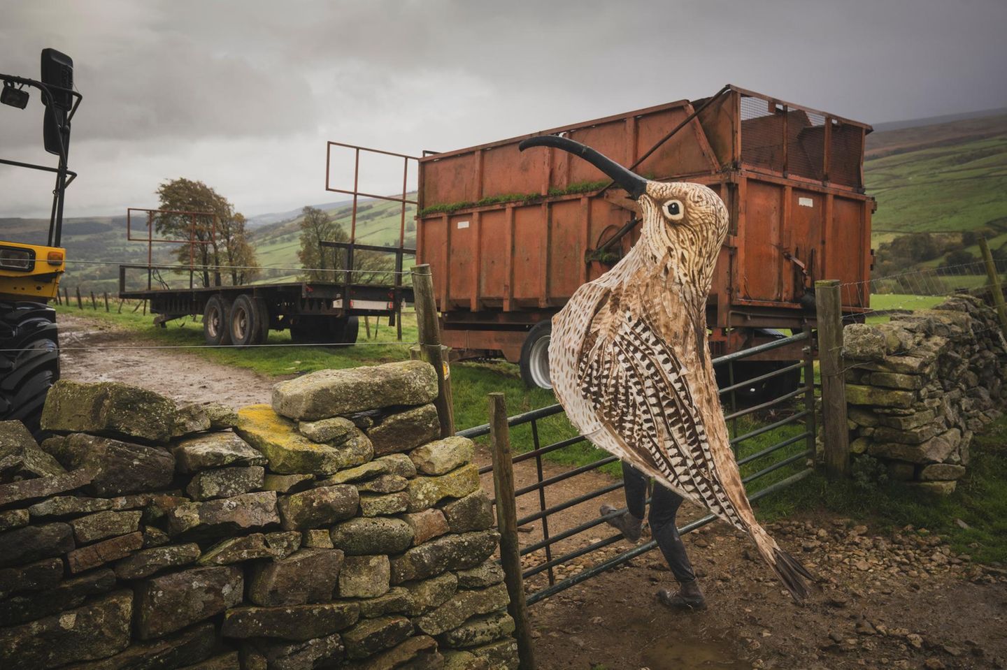 Im Jahr 2024 sorgte der Naturschützer Matt Trevelyan für Aufsehen: Er legte zu Fuß und verkleidet als Großer Brachvogel 85 Kilometer durch seine Heimat Nidderdale in North Yorkshire zurück. Das Ziel: mehr Aufmerksamkeit für eine Vogelart, dessen naher Verwandter, der Dünnschnabel-Brachvogel, im selben Jahr ausstarb – als erster Vogel auf dem europäischen Festland.