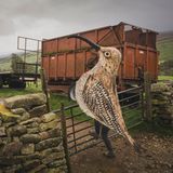 Im Jahr 2024 sorgte der Naturschützer Matt Trevelyan für Aufsehen: Er legte zu Fuß und verkleidet als Großer Brachvogel 85 Kilometer durch seine Heimat Nidderdale in North Yorkshire zurück. Das Ziel: mehr Aufmerksamkeit für eine Vogelart, dessen naher Verwandter, der Dünnschnabel-Brachvogel, im selben Jahr ausstarb – als erster Vogel auf dem europäischen Festland.