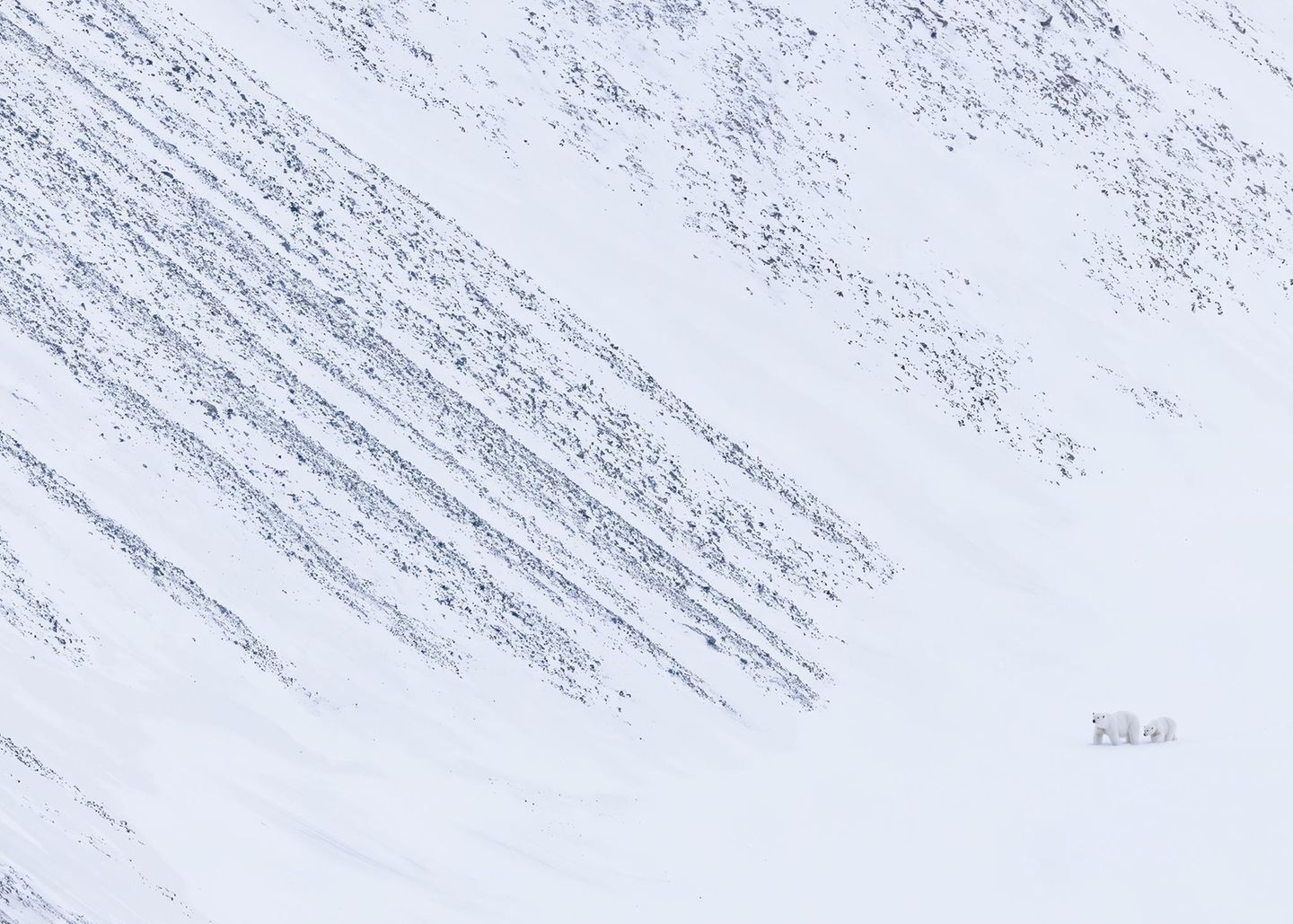 Eine Eisbärenmutter zieht mit ihrem Jungtier auf Spitzbergen an einem abschüssigen Hang entlang. Um das Foto richtig zu würdigen, muss man wissen, dass der Fotograf – in Übereinstimmung mit Vorschriften zum Schutz der Tiere – in einem halben Kilometer Entfernung auf dem Deck eines Eisbrechers stand.