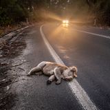 Koalas müssen in Australien oft Straßen überqueren, um an Nahrung oder Partner zu gelangen. Straßen, auf denen teils rücksichtslos und mit überhöhter Geschwindigkeit gefahren wird. Vielen der ikonischen Tiere wird das zum Verhängnis. Diejenigen Koalas, die nicht sofort tot sind, leben verkrüppelt weiter – oder sterben wegen ihrer Verletzungen einen qualvollen Tod.