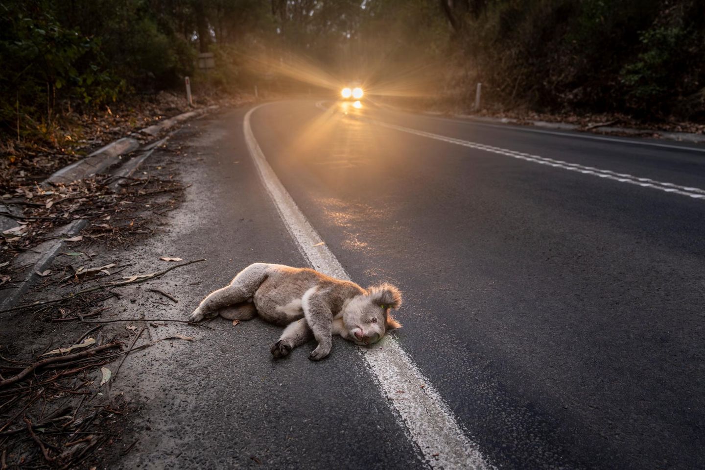 Koalas müssen in Australien oft Straßen überqueren, um an Nahrung oder Partner zu gelangen. Straßen, auf denen teils rücksichtslos und mit überhöhter Geschwindigkeit gefahren wird. Vielen der ikonischen Tiere wird das zum Verhängnis. Diejenigen Koalas, die nicht sofort tot sind, leben verkrüppelt weiter – oder sterben wegen ihrer Verletzungen einen qualvollen Tod.
