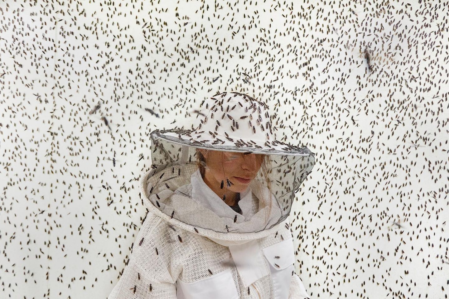 Insektenprotein gewinnt als nachhaltige Alternative zu herkömmlichen Quellen wie Fischmehl und Soja rasch an Bedeutung. Es wird hauptsächlich aus Larven der Schwarzen Soldatenfliege gewonnen (im Bild: eine Zucht in Frankreich) – und bietet großes Potenzial für den Einsatz in der Tierernährung. Globale Marktprognosen schätzen, dass sein Wert bis 2027 3,3 Milliarden US-Dollar erreichen könnte.