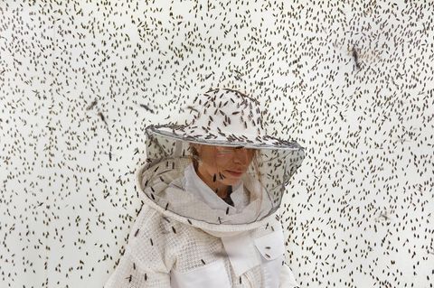 Insektenprotein gewinnt als nachhaltige Alternative zu herkömmlichen Quellen wie Fischmehl und Soja rasch an Bedeutung. Es wird hauptsächlich aus Larven der Schwarzen Soldatenfliege gewonnen (im Bild: eine Zucht in Frankreich) – und bietet großes Potenzial für den Einsatz in der Tierernährung. Globale Marktprognosen schätzen, dass sein Wert bis 2027 3,3 Milliarden US-Dollar erreichen könnte.