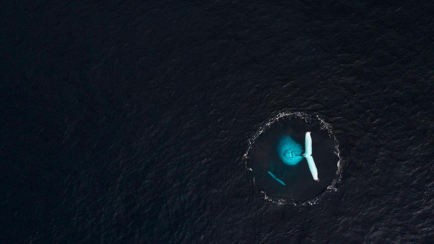 Vor der Westküste der Insel Réunion versammeln sich von Juni bis Oktober zahlreiche Buckelwale – um sich zu paaren und ihre Jungen zur Welt zu bringen. Das Drohnenfoto von Arnaud Farré zeigt den Moment, in dem eine Mutter mit ihrem Kalb abtaucht. Auf der Wasseroberfläche hinterlassen sie einen Ring aus Blasen, auch "Flukenabdruck" genannt.