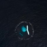 Vor der Westküste der Insel Réunion versammeln sich von Juni bis Oktober zahlreiche Buckelwale – um sich zu paaren und ihre Jungen zur Welt zu bringen. Das Drohnenfoto von Arnaud Farré zeigt den Moment, in dem eine Mutter mit ihrem Kalb abtaucht. Auf der Wasseroberfläche hinterlassen sie einen Ring aus Blasen, auch "Flukenabdruck" genannt.