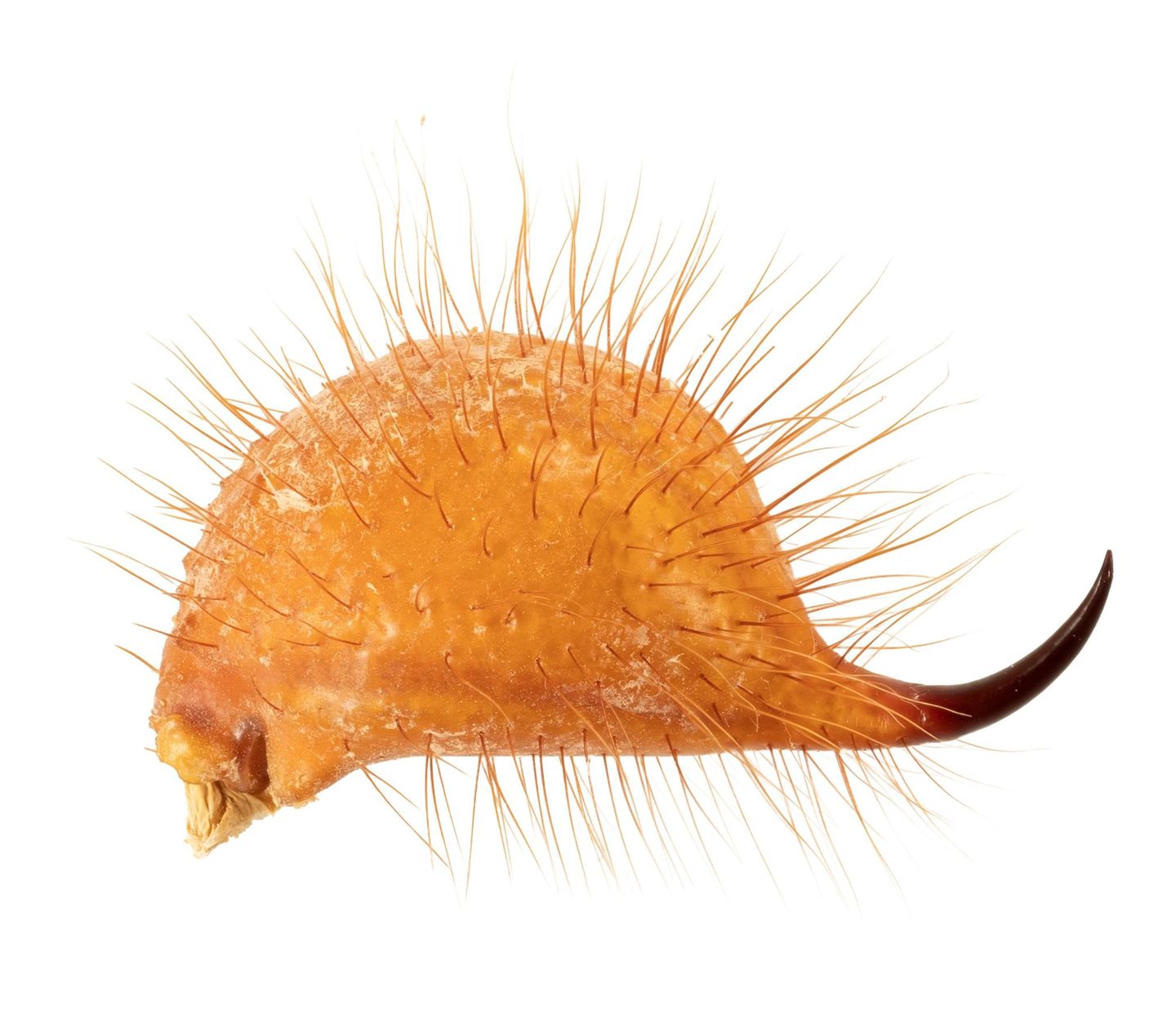 Das letzte Körperglied eines Haarigen Wüstenskorpions, des größten Skorpions der USA. Sinneshaare erspüren, ob sich Beute nähert; durch den dunklen Stachel wird das Gift injiziert