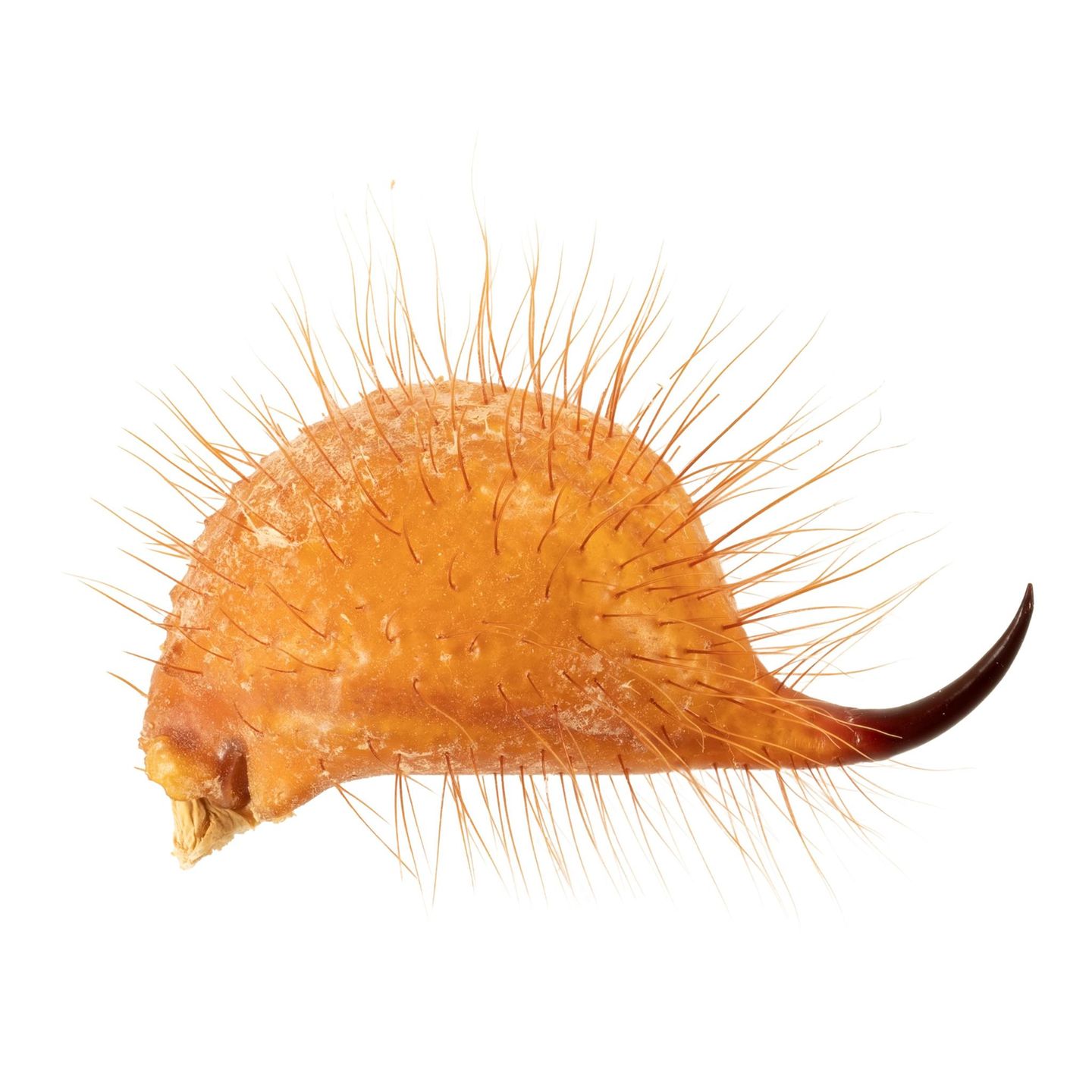 Das letzte Körperglied eines Haarigen Wüstenskorpions, des größten Skorpions der USA. Sinneshaare erspüren, ob sich Beute nähert; durch den dunklen Stachel wird das Gift injiziert