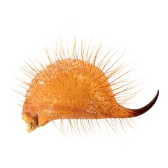 Das letzte Körperglied eines Haarigen Wüstenskorpions, des größten Skorpions der USA. Sinneshaare erspüren, ob sich Beute nähert; durch den dunklen Stachel wird das Gift injiziert