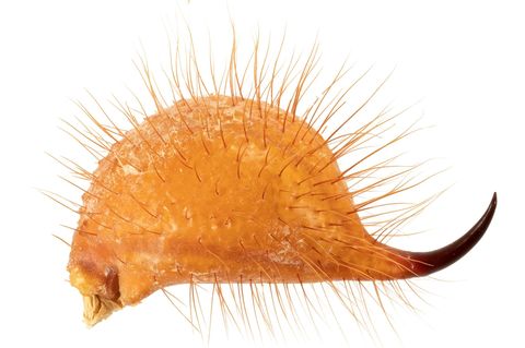 Das letzte Körperglied eines Haarigen Wüstenskorpions, des größten Skorpions der USA. Sinneshaare erspüren, ob sich Beute nähert; durch den dunklen Stachel wird das Gift injiziert