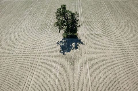 Ein einzelner Baum steht auf einer ausgetrockneten Ackerfläche in der Wetterau