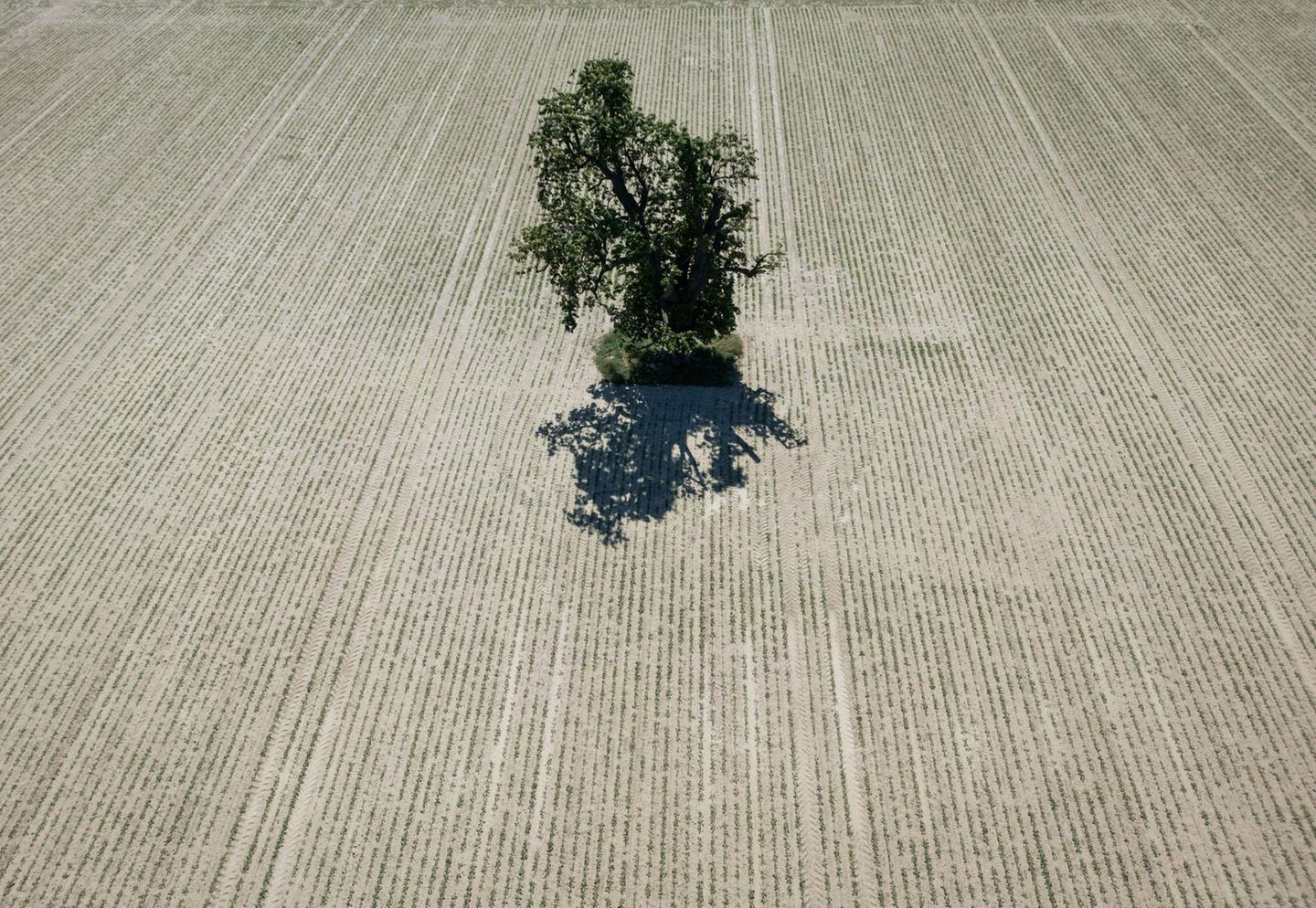 Ein einzelner Baum steht auf einer ausgetrockneten Ackerfläche in der Wetterau