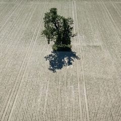 Ein einzelner Baum steht auf einer ausgetrockneten Ackerfläche in der Wetterau