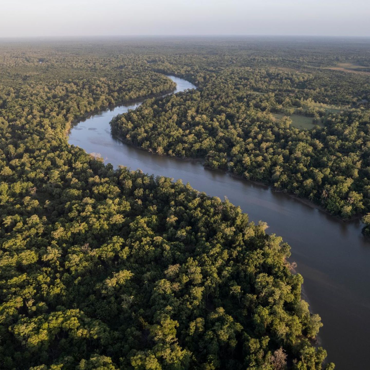 Amazonas-Regenwald in Brasilien