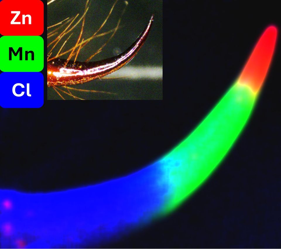 Röntgenfluoreszenz-Mikroskopie vom Stachel eines Kaiserskorpions. Die Spitze enthält vor allem Zink, gefolgt von Mangan. Dann weichen die Metalle dem Nichtmetall Chlor