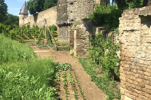 Paradebeispiel für urbane Landwirtschaft: Beete und Spalierobst entlang der Stadtmauern der "essbaren Stadt" Andernach