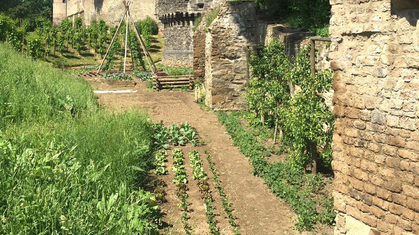 Paradebeispiel für urbane Landwirtschaft: Beete und Spalierobst entlang der Stadtmauern der "essbaren Stadt" Andernach